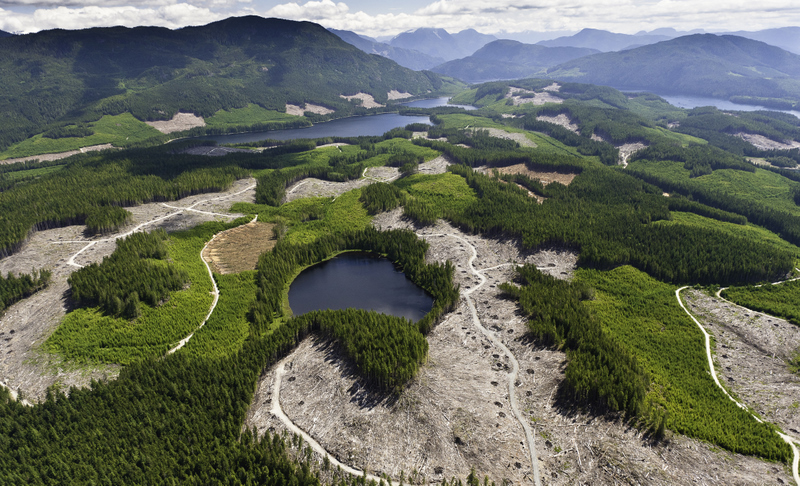 TimberWest logging threatens Great Bear Rainforest Solution