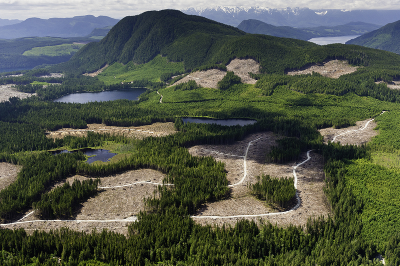 TimberWest logging threatens Great Bear Rainforest Solution